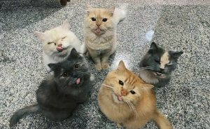 50 Adorables fotos de gatos que se han reunido para conspirar