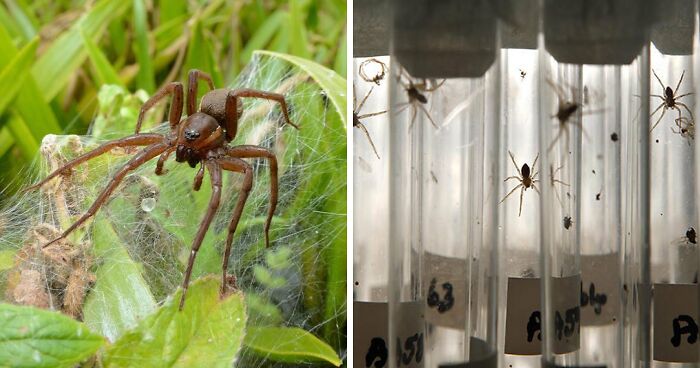 Zoo Celebrates Release Of Thousands Of “Giant Spiders” That Can Grow As Big As Your Hand