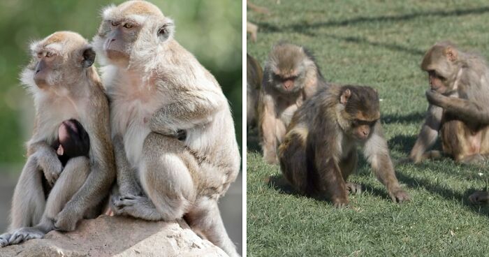 43 Monkeys Escape Research Facility, Police Issue Strict Warning: “They Don’t Belong To You”