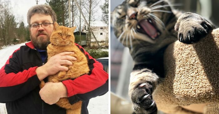 Man Passes Away After Being Scratched By His “Kind And Harmless” Cat