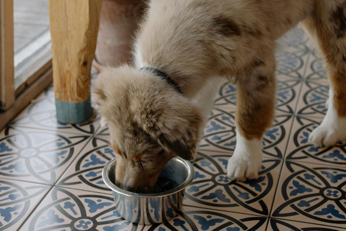 Woman Lets Lunch-Stealing Coworkers Eat Dog Food For 6 Months, Proudly Announces It During A Meeting