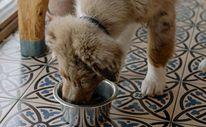 Woman Lets Lunch-Stealing Coworkers Eat Dog Food For 6 Months, Proudly Announces It During A Meeting