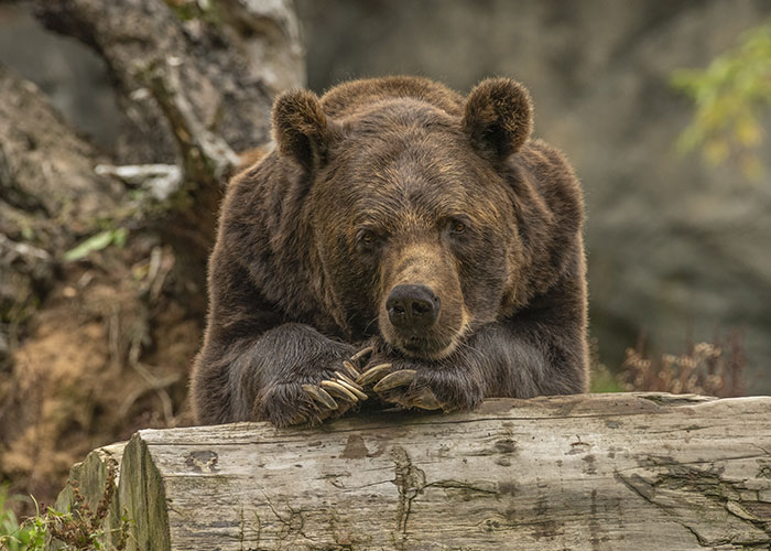 Bear resting on a log in the forest, closely watching its surroundings with an intense expression.