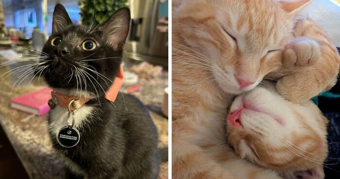 50 Proud Pet Owners Share The Delightful Pets They Adopted In November