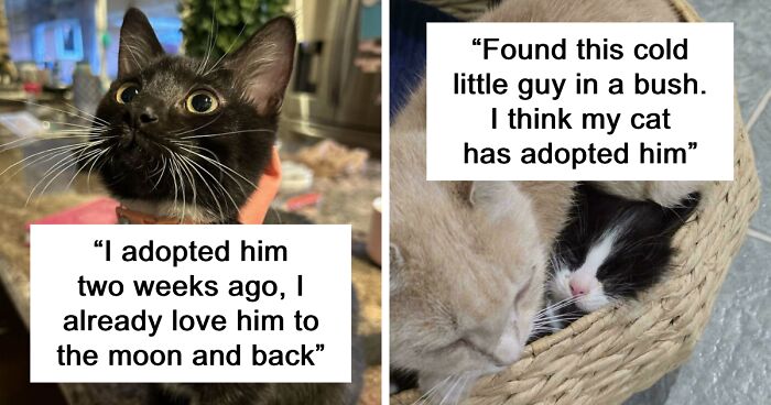 November’s Pet Adoption Pics To Fix Your Broken Heart With Wholesomeness