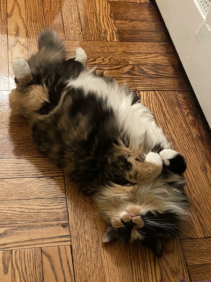 By The Radiator...loving Life...enchanting Onlookers With Her Downy White Belly