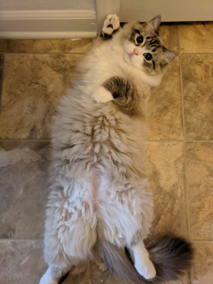 Merlin Showing Off His Fluffy Belly