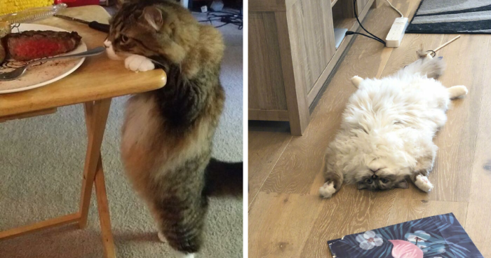 “Pictures Of Cats Showing Off Their Bellies”: 120 Of The Cutest Cat Pictures From This Group