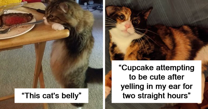 120 Adorable Cat Bellies That You Might Want To Pet