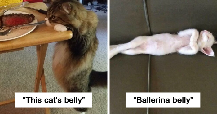 120 Floofy Tummies From The Community Dedicated To Magnificent Cat Bellies