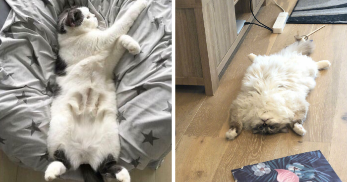 120 Adorable Examples Of Cats Showing Off Their Fluffy Bellies