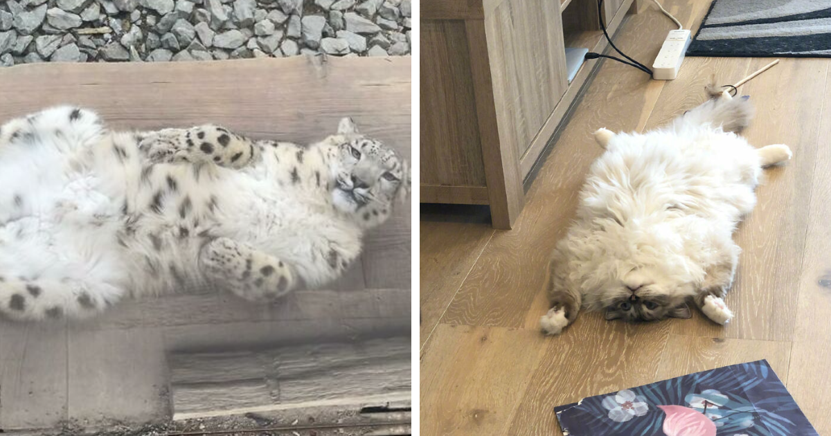 120 Adorable Cat Bellies That You Might Want To Pet