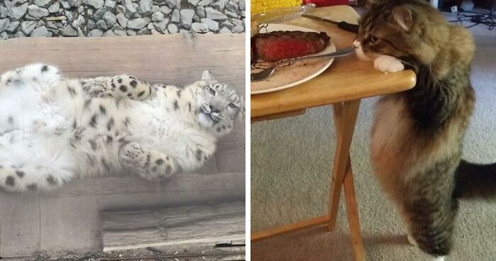 120 Adorable Cat Bellies That You Might Want To Pet