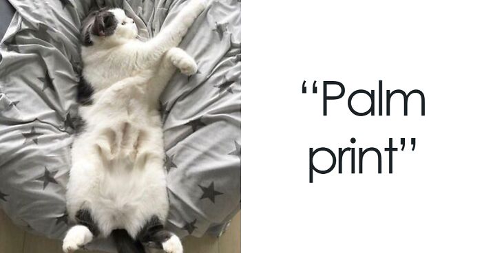 120 Adorable Cat Bellies That You Might Want To Pet