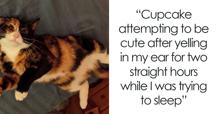 120 Adorable Cat Bellies That You Might Want To Pet