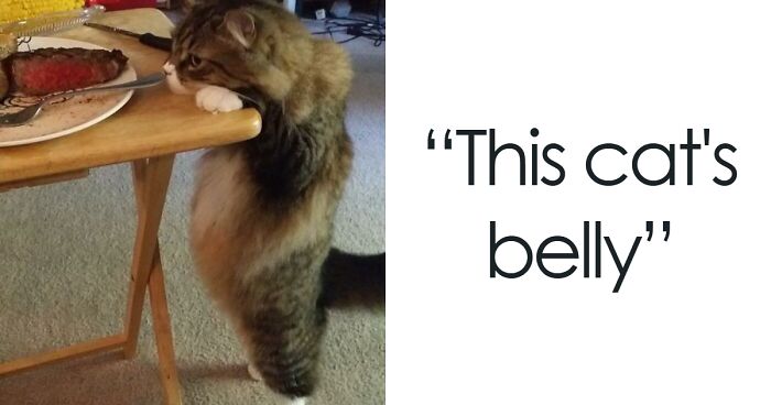 120 Times Cats Went Belly Up And Showed Off Their Adorable Tummies