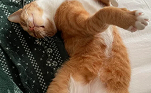 50 Times Cats Went Belly Up And Showed Off Their Adorable Tummies