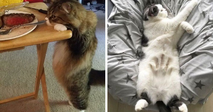 50 Times Cats Went Belly Up And Showed Off Their Adorable Tummies