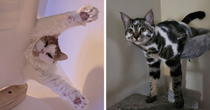 31 Images Of Adorable Animals Caught In Hilarious Dangling Positions