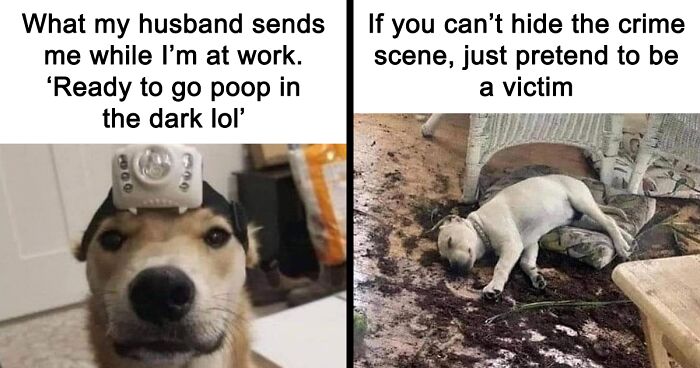 This Instagram Page, “Alpha Paw,” Shares Memes About Dogs (40 Examples)