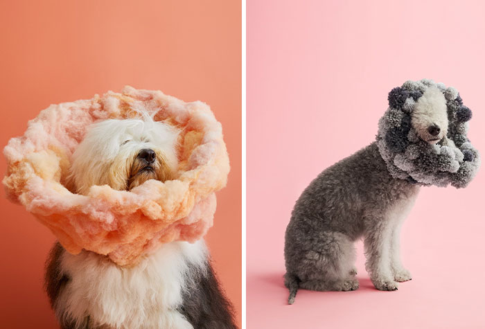 “Cone Of Shame”: 14 Playful Dog Photographs By Winnie Au