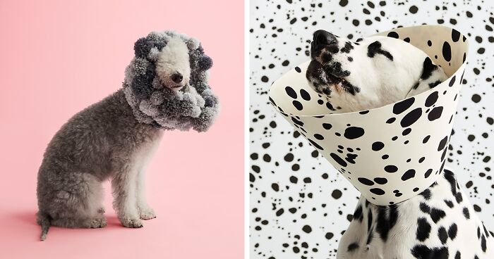 “Cone Of Shame”: 14 Playful Dog Photographs By Winnie Au