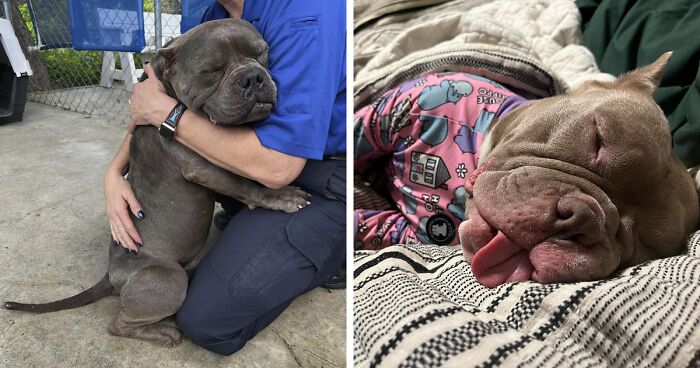 People Fall In Love With This Shelter Dog After Pics Of Him Hugging His Foster Caretaker Go Viral