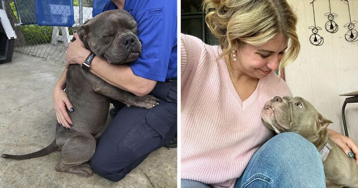 Lovely Pitbull Can’t Stop Hugging Woman Who Gave Him Foster Home, Goes Viral When Pics Spread Online