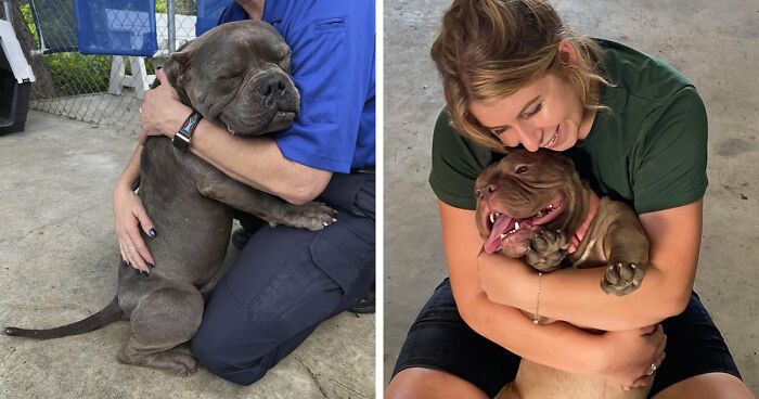 Lovely Pitbull Can’t Stop Hugging Woman Who Gave Him Foster Home, Goes Viral When Pics Spread Online