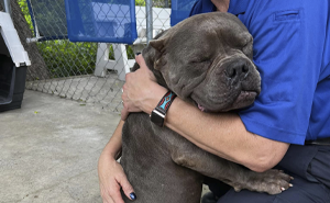 Lovely Pitbull Can’t Stop Hugging Woman Who Gave Him Foster Home, Goes Viral When Pics Spread Online