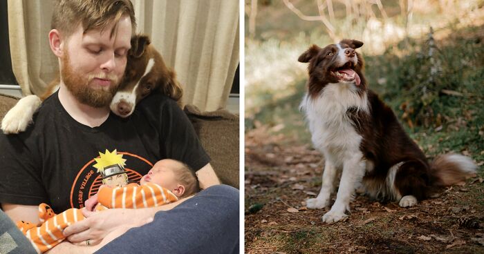 These Dogs Have Been Fawning From A Distance Over Couple’s Newborn Daughter