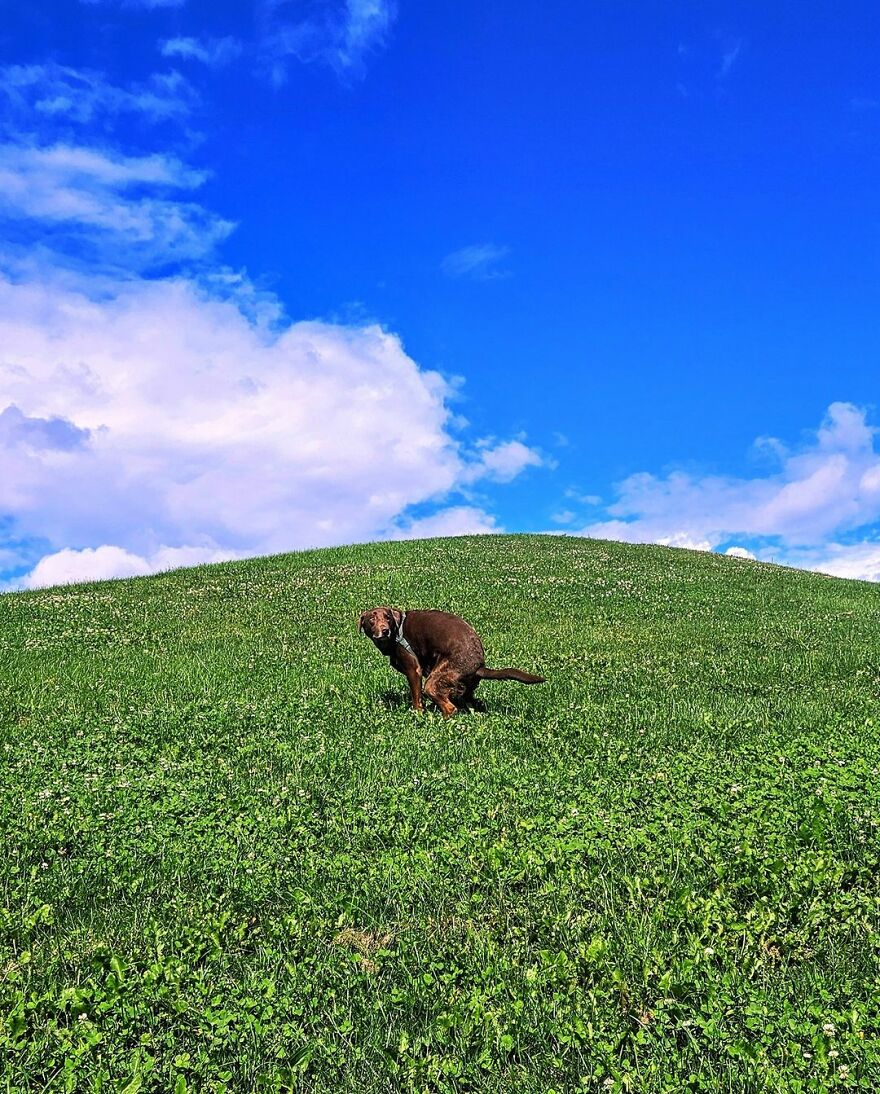 Moustache The Labrador In Québec City, Canada