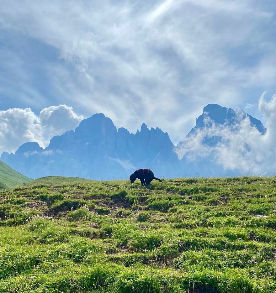 Fiona The Labrador In San Martino Di Castrozza, Italy