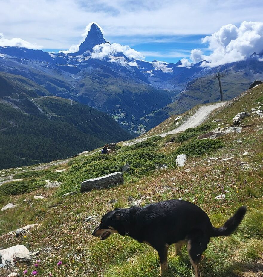 Stanley, The Huntaway X Kelpie, In 5 Lakes Walk, Zermatt, Switzerland Admiring Matterhorn In The Background