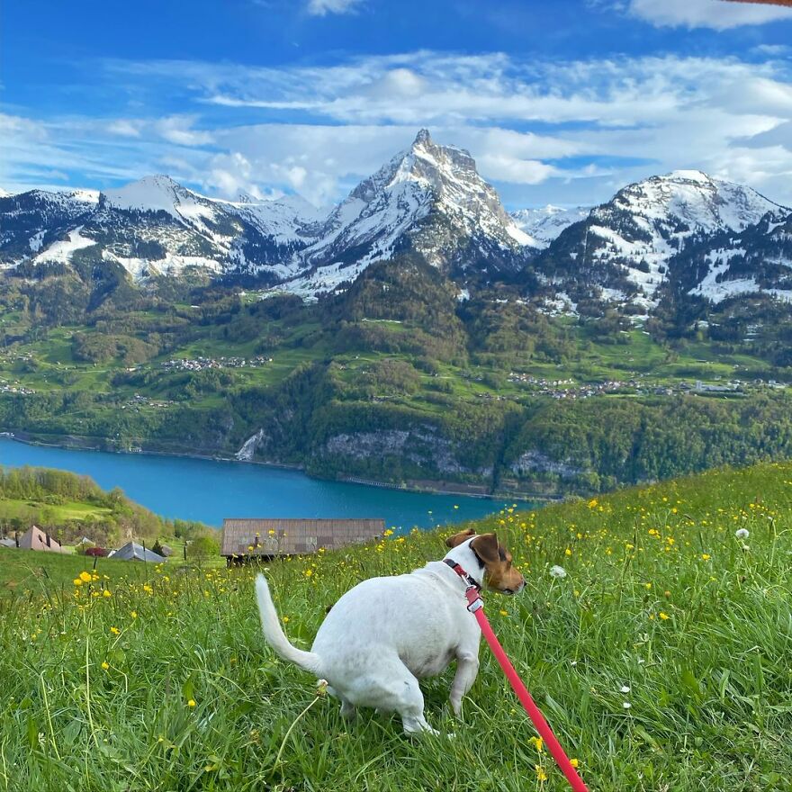 Jack The Jack Russell Pooping In Amden, Switzerland