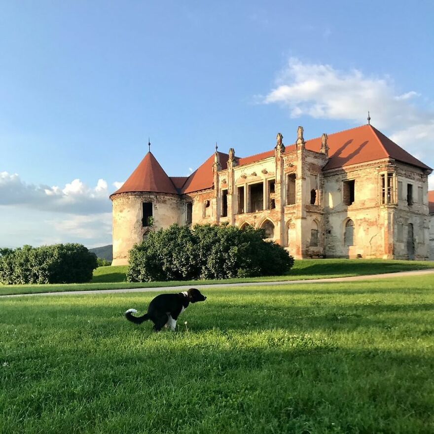 Laika, 6 Months Old, At The Banffy Castle In Bontida, Romania