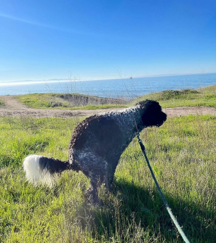 Norman The Portuguese Water Dog In Santa Barbara, Ca