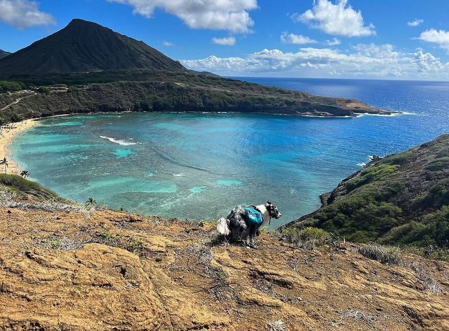 Indy In Honolulu