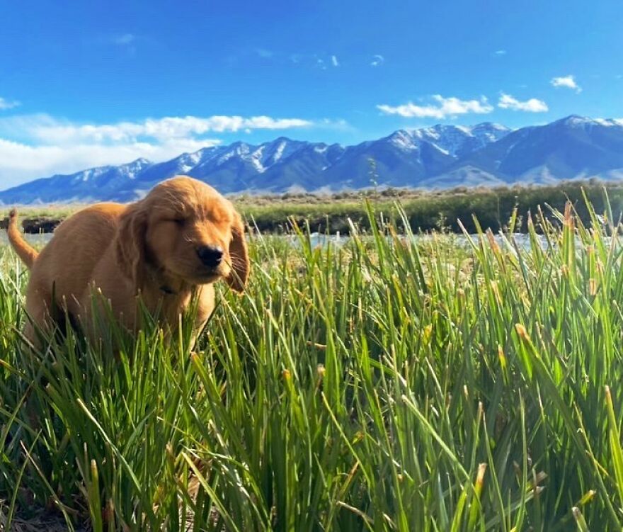 Roost The Golden Pooping In Roast Birch Creek, Idaho