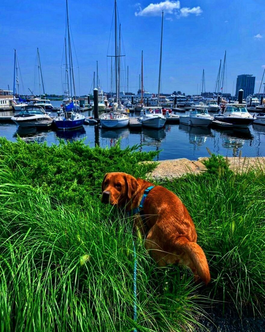 Buck In The Charlestown Navy Yard In Charlestown, Ma!