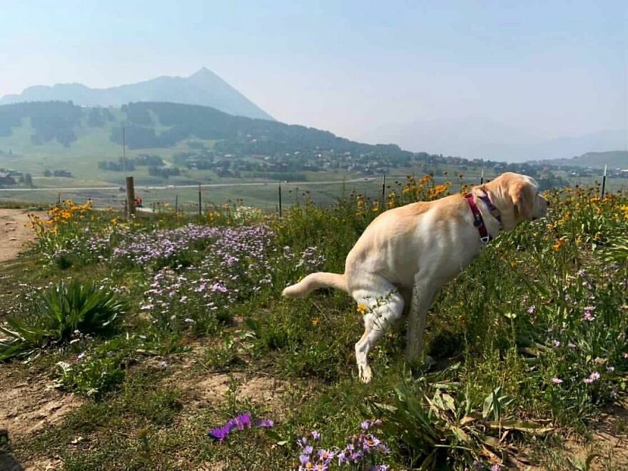 Luna In Crested Butte, Colorado!