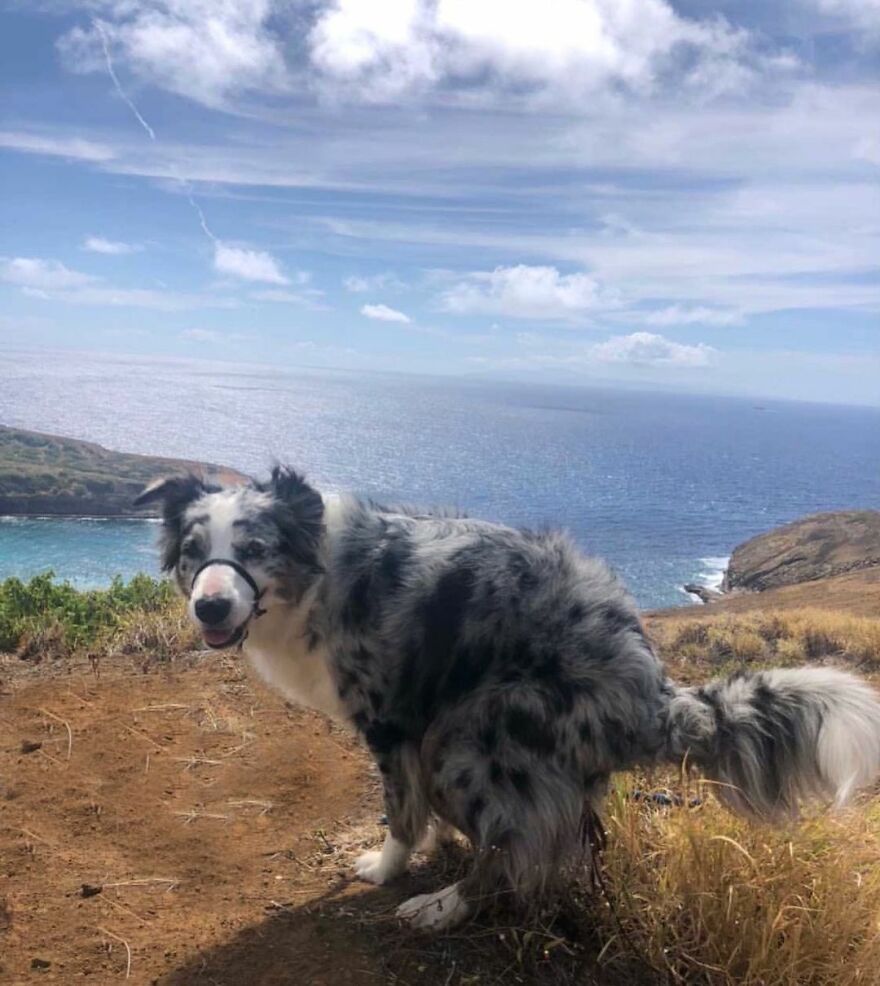 Indy In Hanauma Bay Oahu, Hawaii ✨