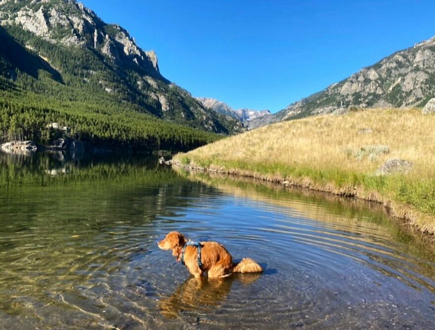 Cooper Pooping In Fishtail, Mt!