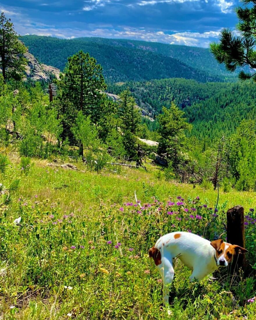 Moose Pooping In Big Elk Meadows, Co. Thank U Moose