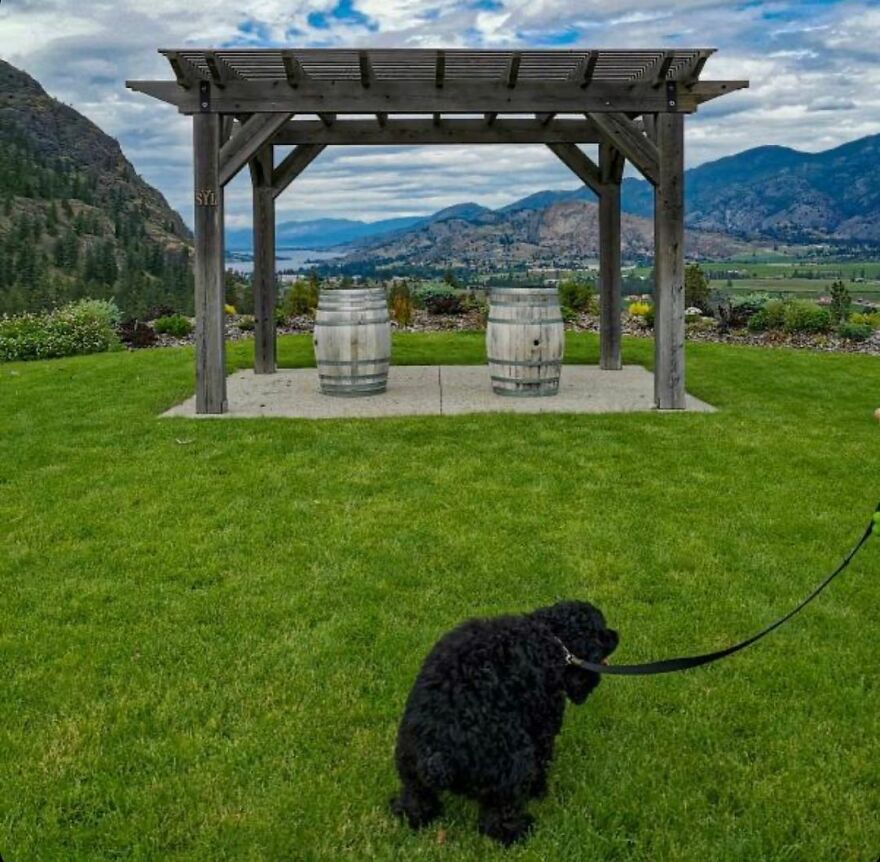 Bear Pooping In Okanagan, Canada