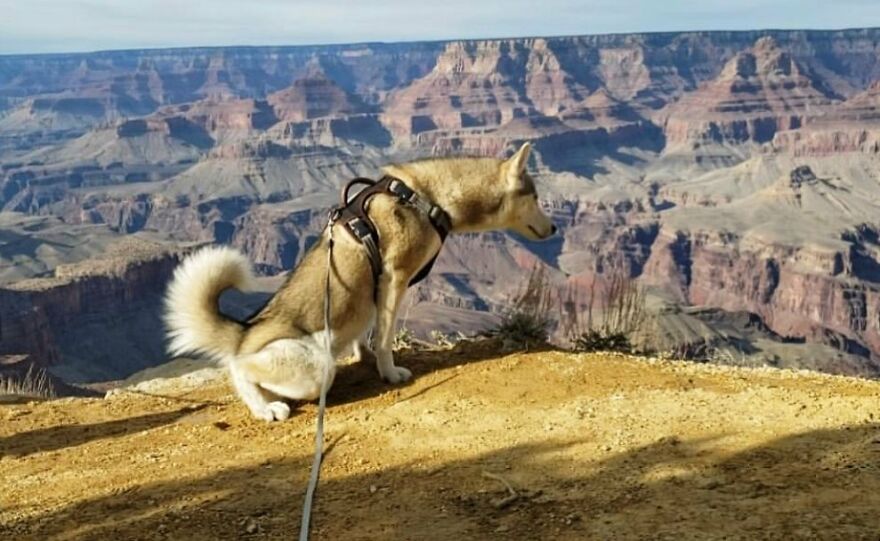 Sarafine Using The Restroom At The Grand Canyon, Arizona 9.1/10