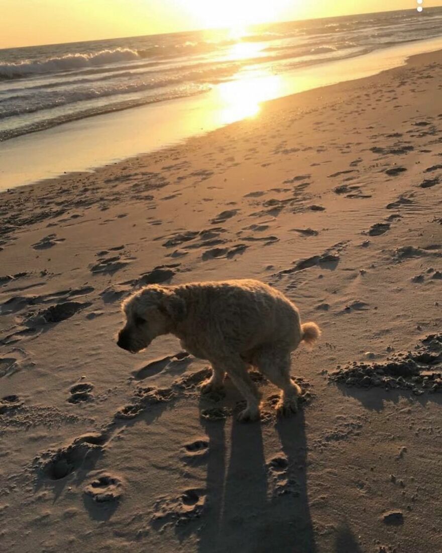 Murphy Pooping In Long Beach, NY 📸