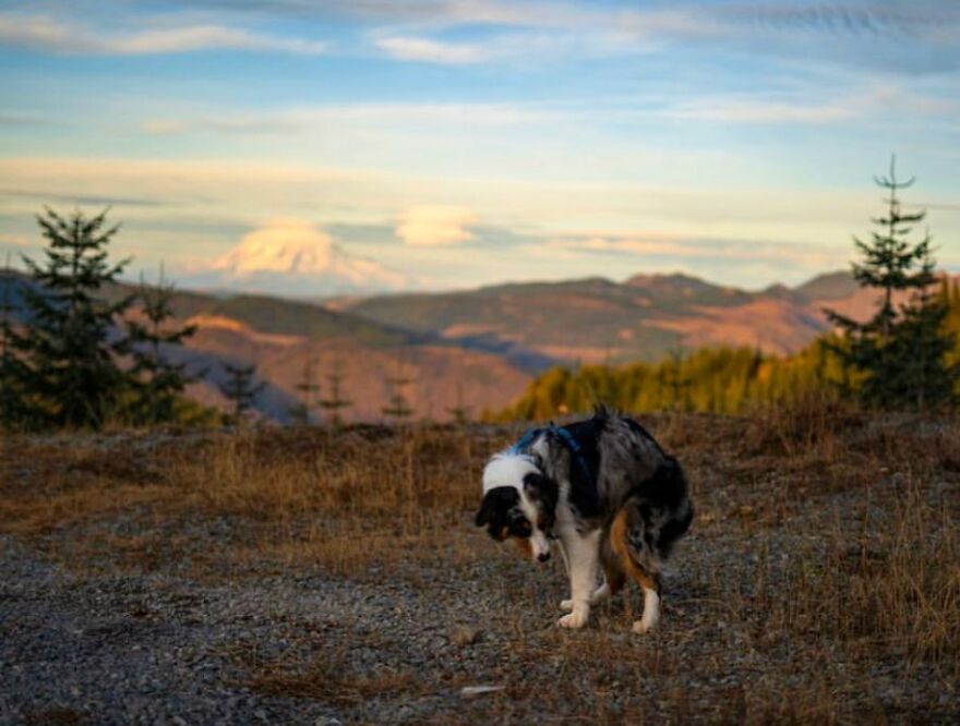 Sir Atlas Pooping Right In Front Of Mt. Rainier