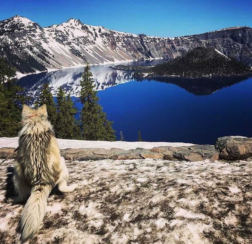 Han Solo Pooping In Crater Lake National Park, Oregon