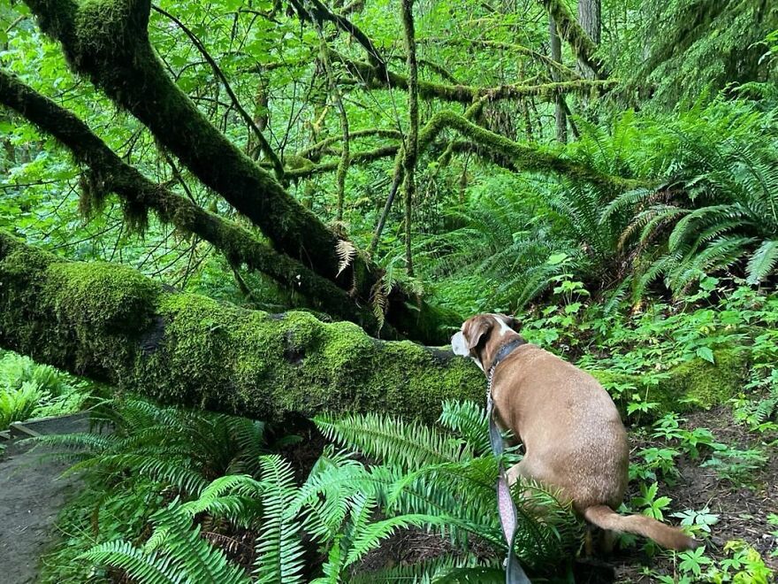 Jungle Vibe Today With Moose In Portland, Or